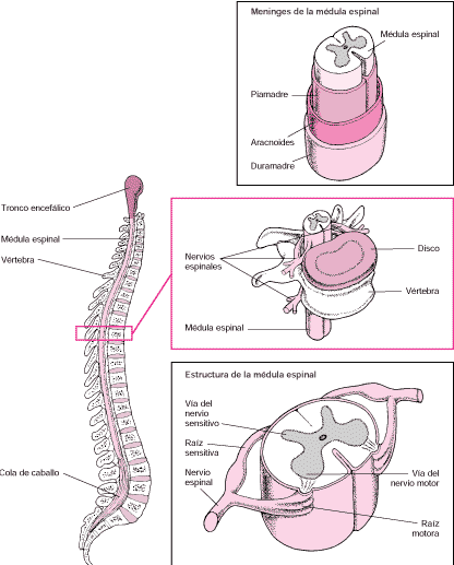 Protusion discal.. atención! Protusion discal.. atención!