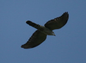 [Thick-billed+Cuckoo.jpg]