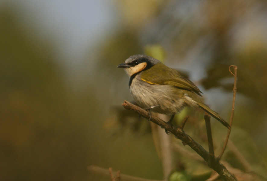 [Black-collared+Bulbul2.jpg]
