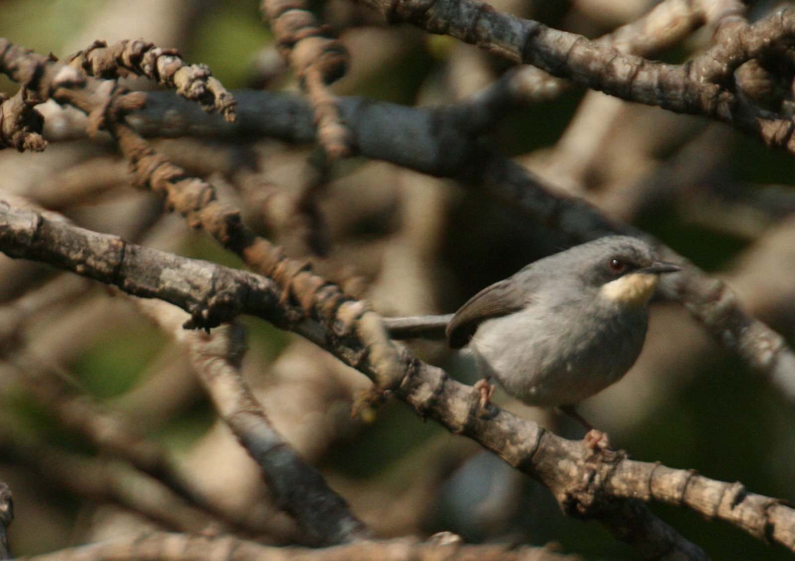 [White-chinned+Prinia.jpg]