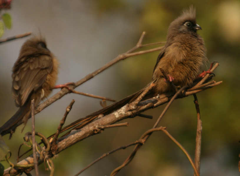 [Speckled+Mousebird3.jpg]