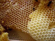 Honey Honey In Culture And Folklore | RM. Honey Honey In Culture And Folklore | RM.