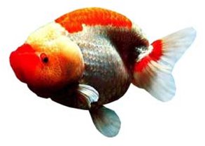 [ranchu.bmp]