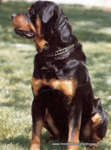 Blog Sul Cane E I Cuccioli Il Rottweiler Lalimentazione Corretta