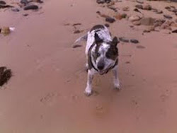 Moondog at his favourite beach