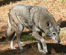 Red Wolf Albany GA Chehaw Red Wolf Albany GA Chehaw