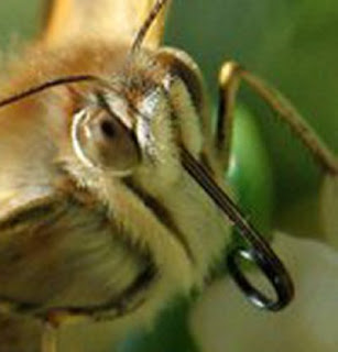 Butterflies Head