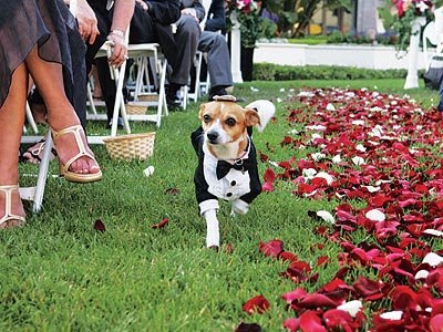 incorporating dog into wedding cinderella centerpieces for weddings incorporating dog into wedding cinderella centerpieces for weddings
