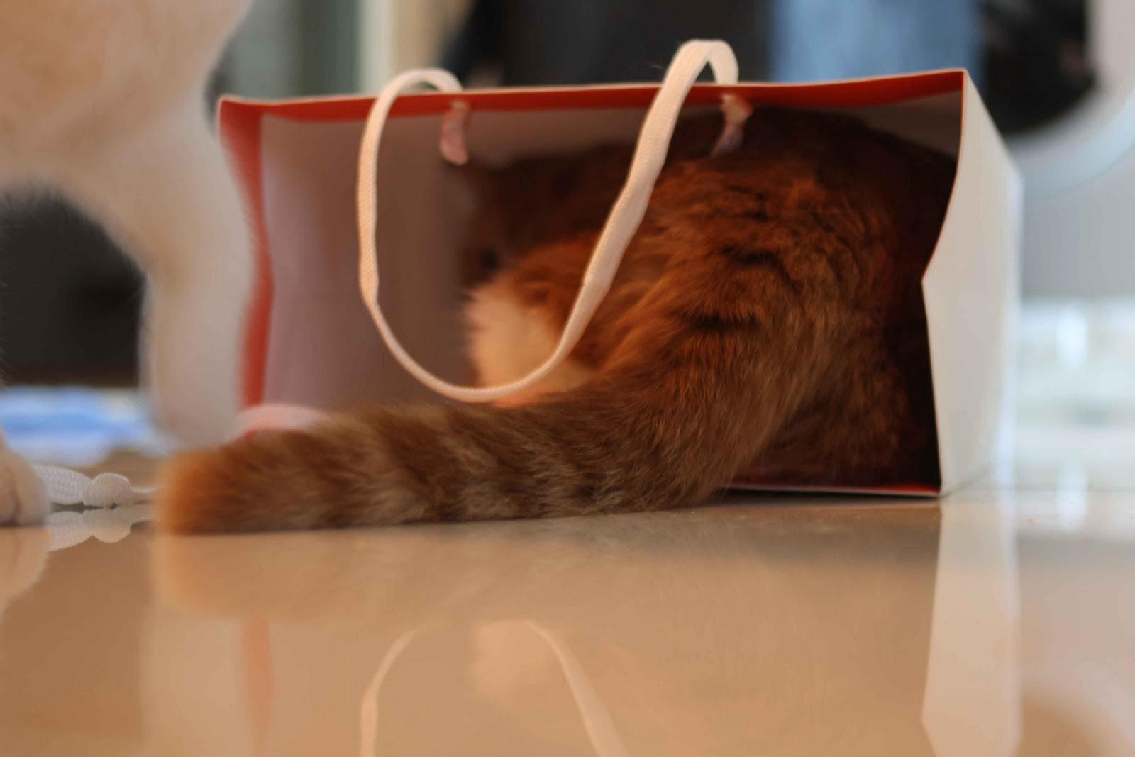 Image result for cats inside handbags