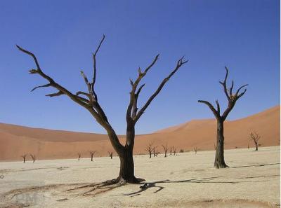 [arbol]
