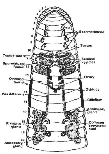 earthworm part 1 pass science solutions reproductive system of earthworm pass science solutions earthworm part 1 pass science solutions reproductive system of earthworm pass science solutions