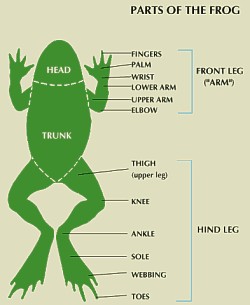 What are the seven levels of classification for a frog?