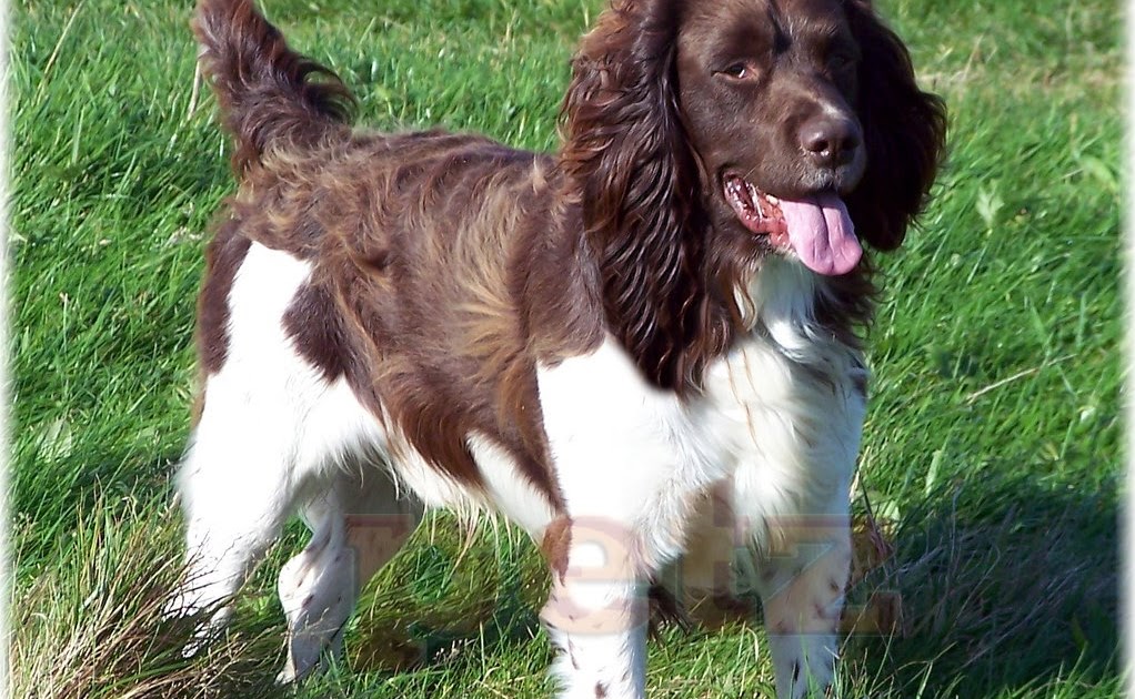 spaniel puppies for sale near me border terrier dogs and puppies for sale near me pets world spaniel puppies for sale near me border terrier dogs and puppies for sale near me pets world