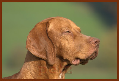 Dog Breed Vizsla Puppy Dog Breed Vizsla Puppy