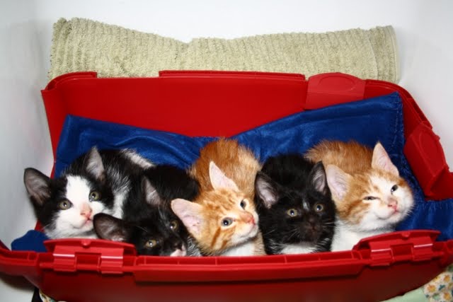 [IMG_3752+[640x480].JPG]