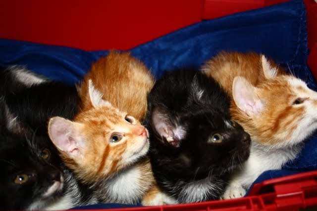[IMG_3754+[640x480].JPG]