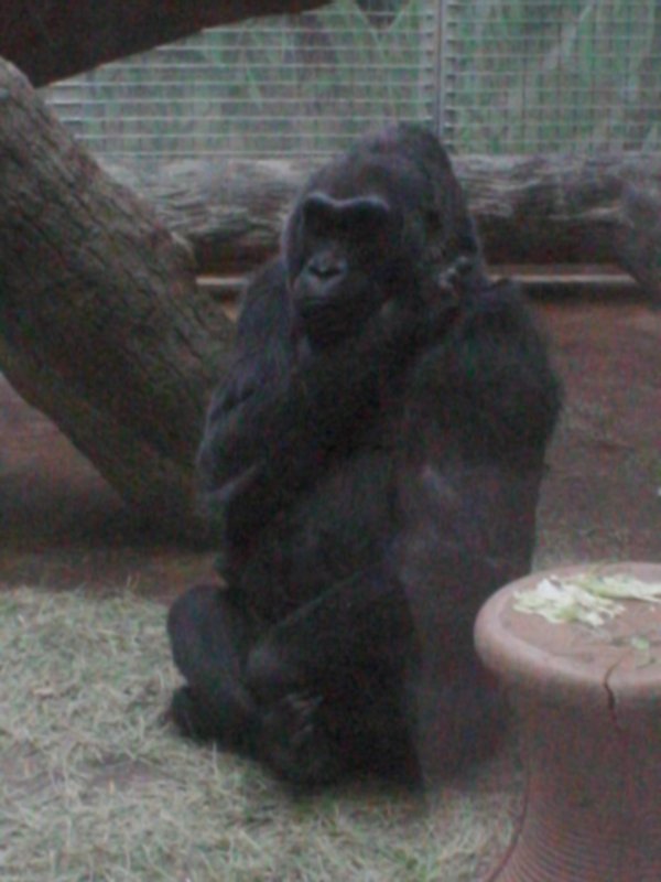 [ColoAtZoo.JPG]