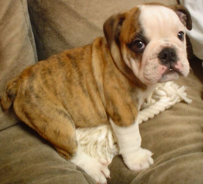 Puppy English Bulldog puppy wallpapers. Puppy English Bulldog