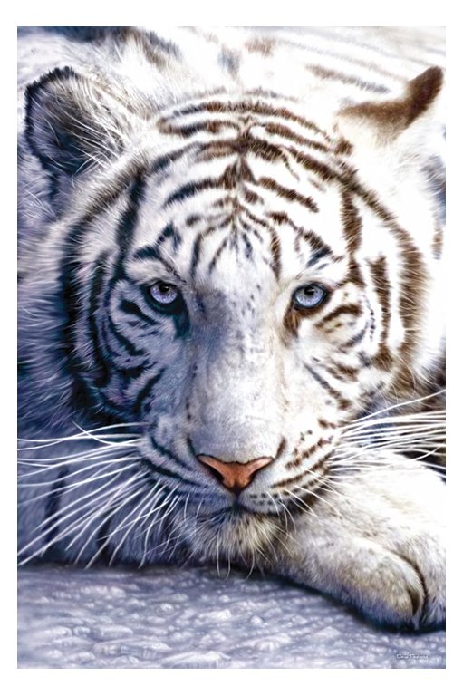 cute white tiger wallpaper. Best White Tiger Wallpapers