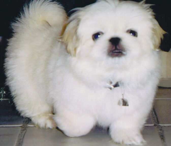 ://animal-wallpaper-free. free animal wallpapers. ://animal-wallpaper-free.