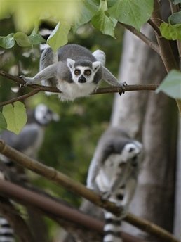 Animal: Black and White Ruffed Lemurs.