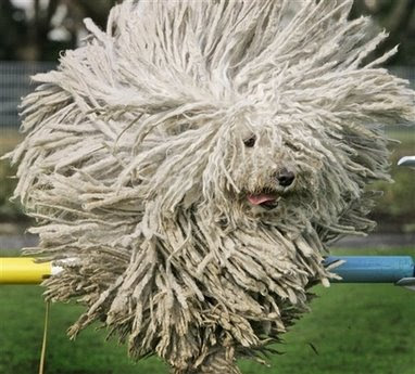 Hungarian Puli sheep dog