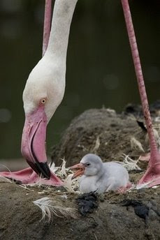 greater flamingo, animals and pets