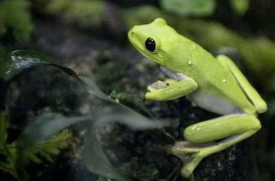 pets Phyllobates terribilis