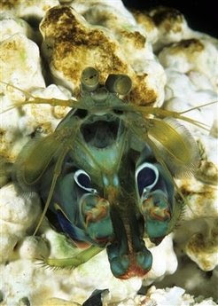 Animals: A Mantis shrimp Gonodactylus smithii 