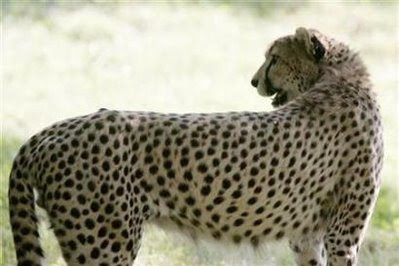 Animals: cheetah.