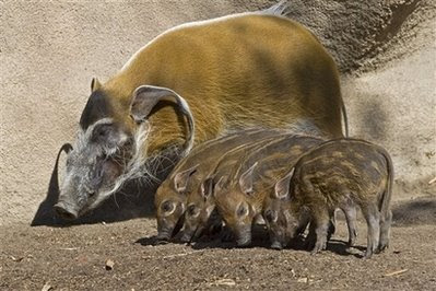 Animals: Red river hogs (  piglets ).