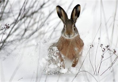 Animal: hare.