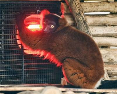 Animal: red lemur (varecia rubra).