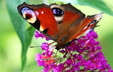 A Peacock butterfly (Inachis io) auf Nahrungssuche.