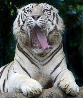 White Bengal tiger.