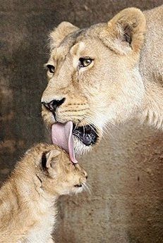 Animals: lioness.