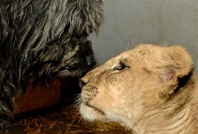 Male lion cub and male Puli dog.