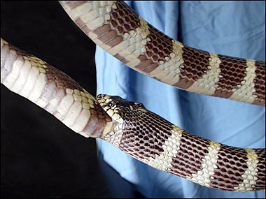 Animal: hungry snake chases tail.