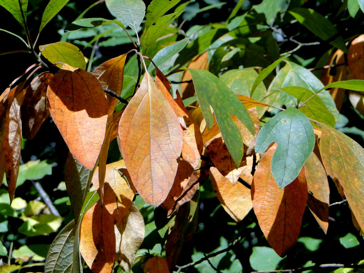 Dogwood+tree+leaves+turning+red