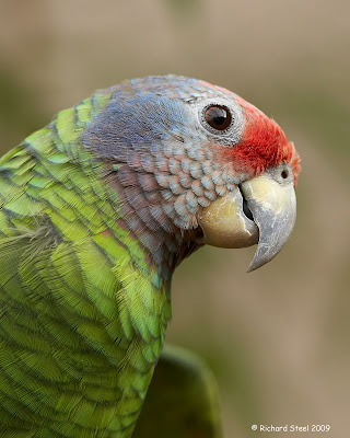 conure species