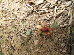 UNA ARAÑA