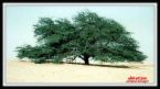 [famous+tree+of+life+in+bahrain.jpg]