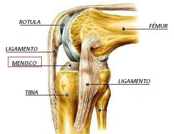 El complejo del entrenamiento de fuerza para el adelgazamiento
