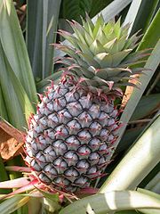 [180px-Pineapple1.JPG.jpeg]