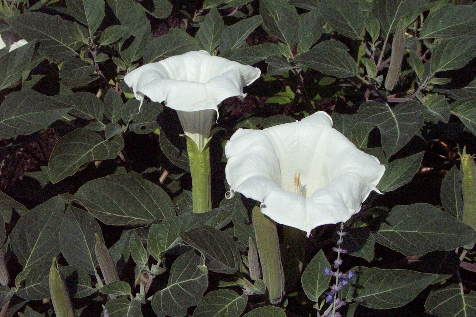 [2Moonflowers.jpg]