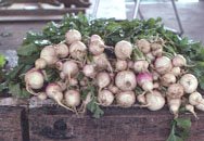 [harvested_turnips.jpg]