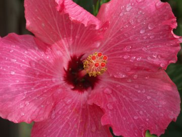 [PINK+HIBISCUS.jpg]