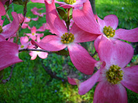 Pink+dogwood+tree+diseases