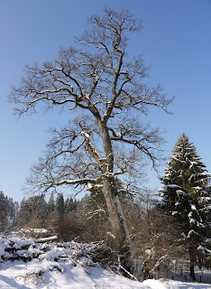 Eiche im Forstenrieder Park