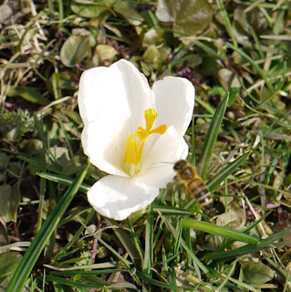 Biene und Krokus Biene und Krokus